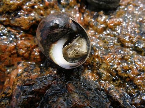 Common Periwinkle Snail | Sea snail, Snail, Periwinkle