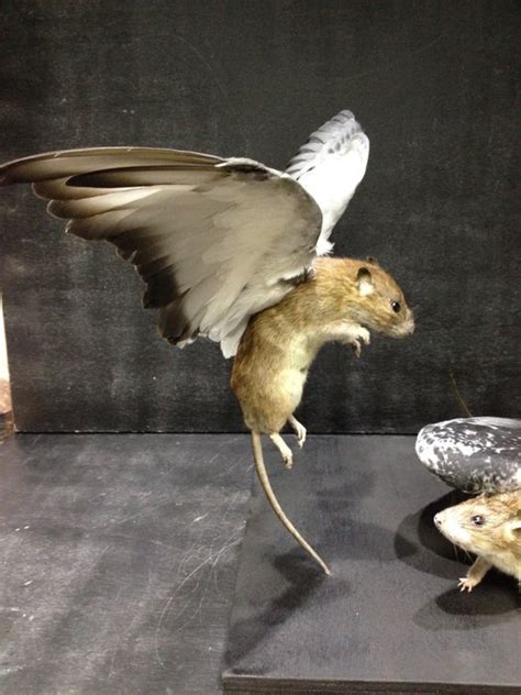 Fabulous Taxidermy Chimaera - "Pigeons are Flying Rats..." - 40 x 30cm ...