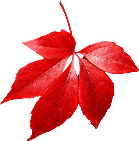 Red Fall Leaves - ClipArt Best