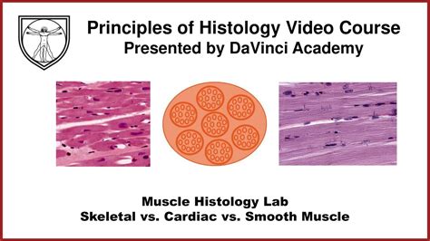 Muscle Histology Lab - Skeletal vs. Cardiac vs. Smooth Muscle - YouTube