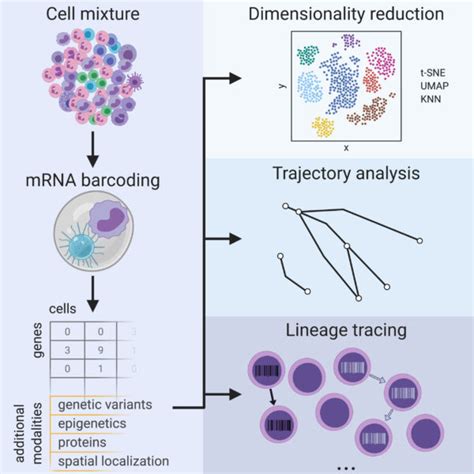 Review: Single-Cell RNA Sequencing to Disentangle the Blood System – Van Galen Lab