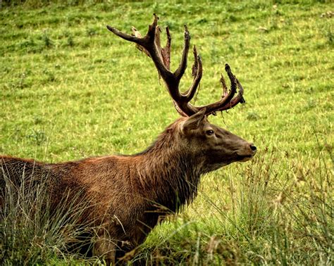 Free Images : nature, forest, prairie, male, wildlife, wild, horn, mammal, fauna, vertebrate ...