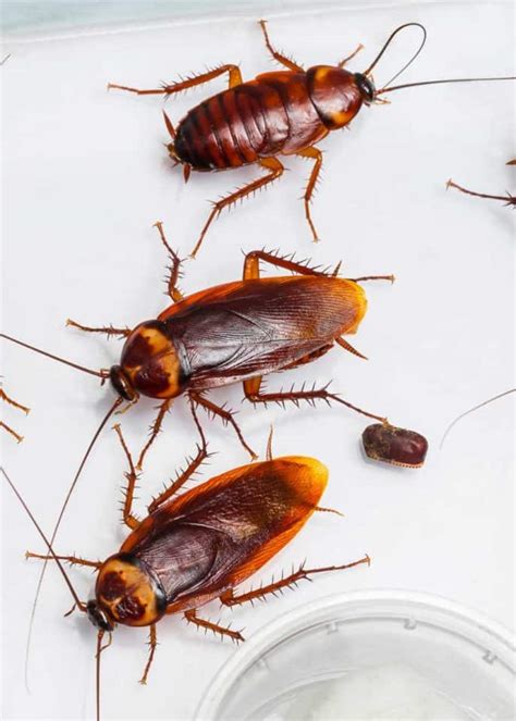 Cockroach Eggs: Homeowner Guide (16 Things: Size, Appearance, Hatch) » The Buginator