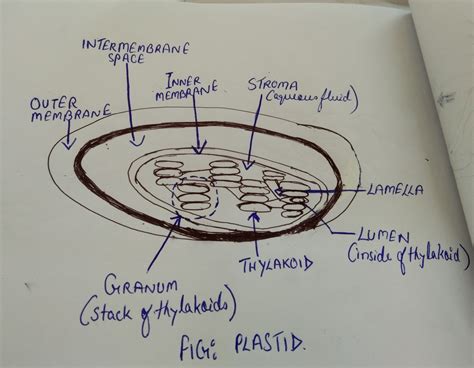 Labelled Diagram