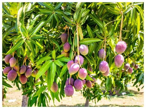 Odisha Farmer Grows World’s Costliest Miyazaki Mango - My City Links