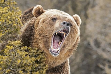 Brown Bear Roaring