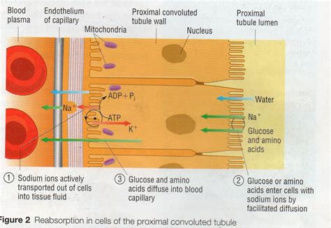 Selective reabsorption in PCT - The Student Room