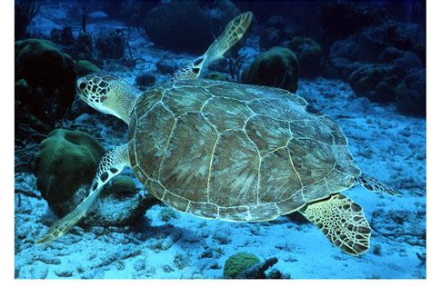 The Hawksbill Turtles | Red Sea | The Wildlife