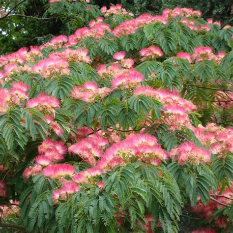 Albizia julibrissin Ombrella - Arbre à soie - Acacia de Constantinople en 2020 | Albizia ...