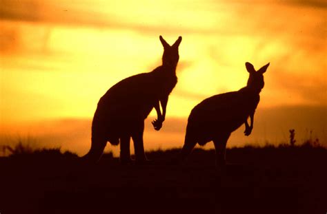 Kangaroos – Australia’s Most Iconic Animals | TravelVivi.com