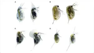 Daphnia: A Full Overview – Microscope Clarity