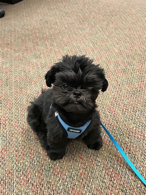 Bucky at work! Puppy Chow, Shih Tzu Puppy, Tibetan Dog, Cute Puppies ...