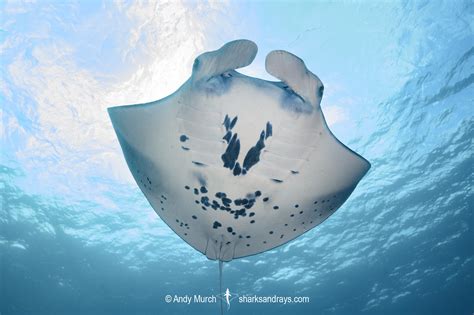 Reef Manta Ray 013 | Sharks and Rays