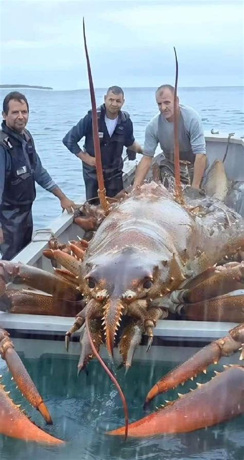 Largest Lobster in the World caught by Puerto Rican Fishermen. WOW ...