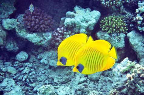 Golden butterflyfish stock image. Image of deep, exotic - 218062195