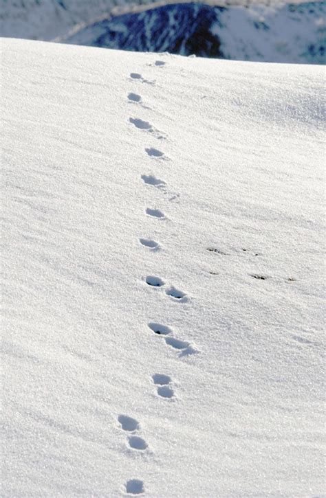 deer tracks #RogersWinterWhites | Deer tracks, Snow, Winter white