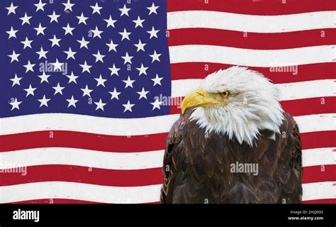 Bald eagle in front of the American flag - Digital painting Stock Photo - Alamy