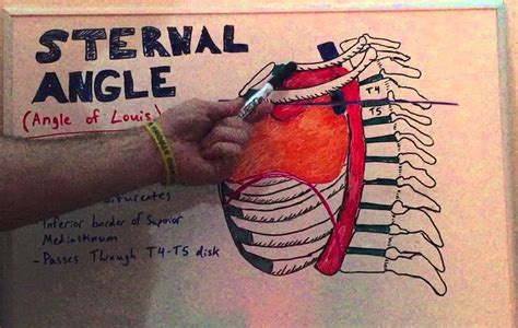 Sternal Angle - Anatomy Lecture for Medical Students - Usmle Step 1 - YouTube