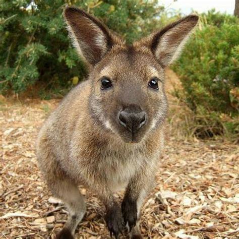 An adorable wallaroo | Animals wild, Animals, Cute animals