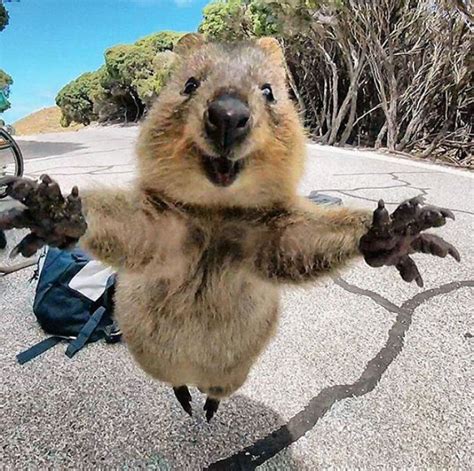 Quokkas Are The Happiest Animals In The World | Bored Panda