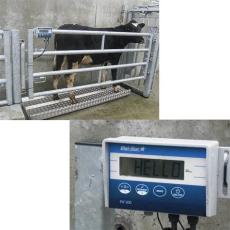 Livestock Weighing Scales | Kellihers Feeds