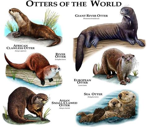 L’Otters Are Not Afraid - In Otter News