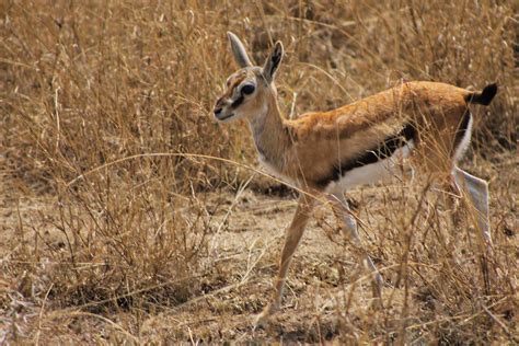 Sex on the Serengeti - RoarLoud