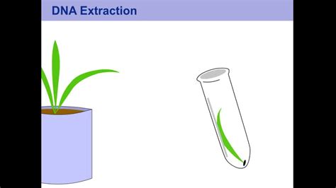 DNA Extraction for Plants | MediaHub | University of Nebraska-Lincoln