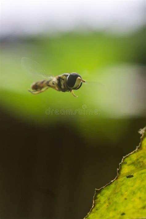 Flying bee stock photo. Image of speed, freedom, flying - 89063476