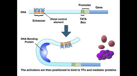 Enhancers in Eukaryotic Gene Regulation - YouTube