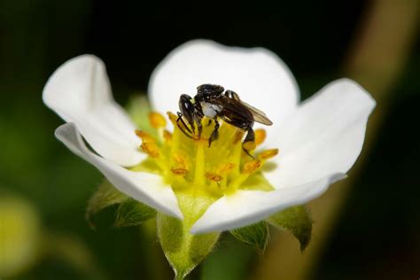 Stingless bee honey discovery could create conservation-friendly business opportunities in Asia ...