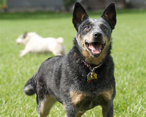 Australian Cattle Dog Breed » Information, Pictures, & More