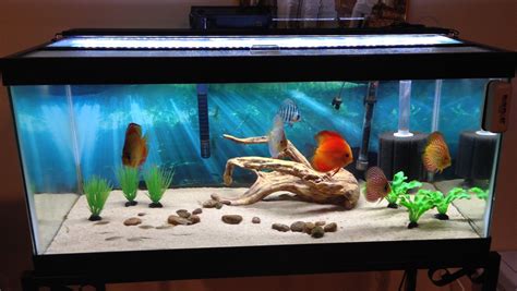 How to Purchase an Aquarium that Fits Your Needs – Discus.com