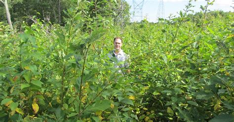 Sparta Mountain gives endangered songbirds a reason to sing