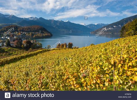 Spiez Vineyard High Resolution Stock Photography and Images - Alamy