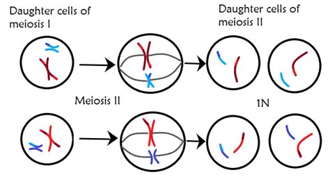 What Is Meiosis? — Definition & Overview - Expii