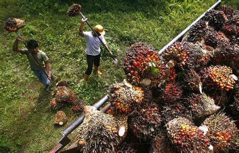 Kemasukan semula pekerja ladang kelapa sawit asing dipertimbangkan - Kosmo Digital