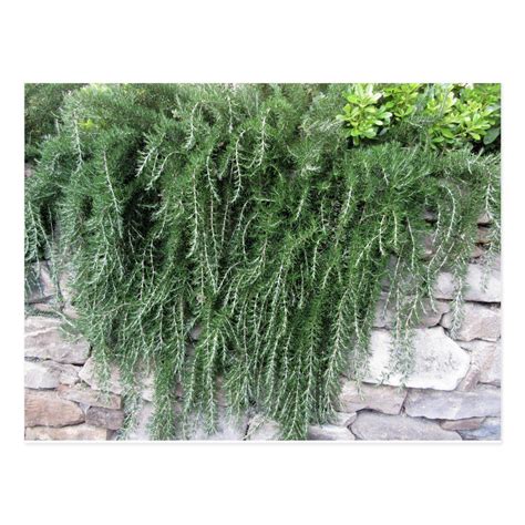 Weeping trailing rosemary plant cascading down postcard | Zazzle | Rosemary plant, Grasses ...