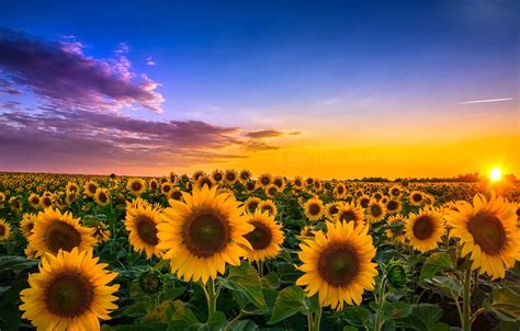 Wallpaper field, sunflowers, landscape, sunset, flowers, Wallpaper ...