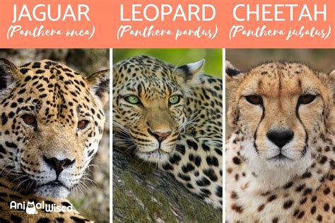 Differences Between a Jaguar Vs Cheetah Vs Leopard - Diet, Habitat, Reproduction & More