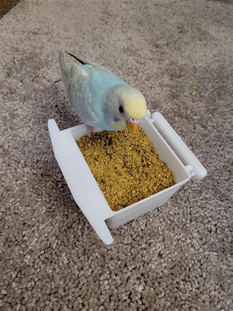 Finally eating pellets! : r/budgies