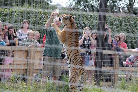 Tiger feeding time 15-8-14 - ZooChat