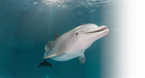 Winter’s Tail - How Winter The Dolphin’s Prosthesis Led to Incredible ...