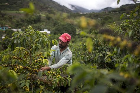 Price Of Coffee At Six-Year High After Intense Frost Hits Brazil | The Daily Caller