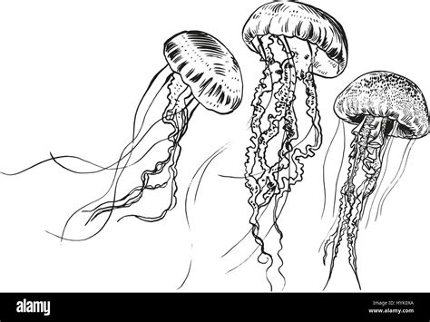 Hand drawn jellyfish. Vector illustration. Sea collection Stock Vector Art & Illustration ...