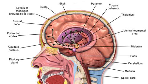 Blausen - Corpus striatum - English labels | AnatomyTOOL