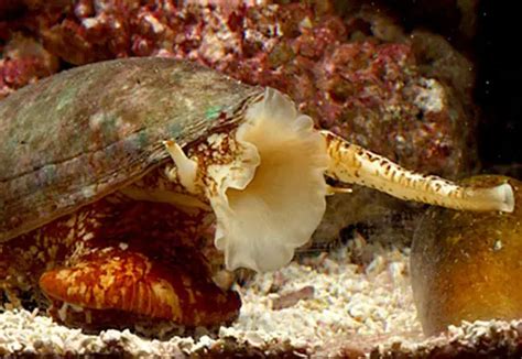 Cone Snail - All About The Cone Snail - Insects