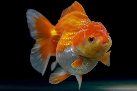 8 Signs Goldfish Is About To Lay Eggs?