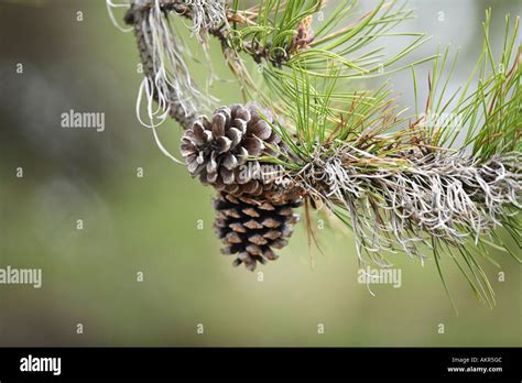 Scotch Pine Cones (Pinus sylvestris Stock Photo - Alamy