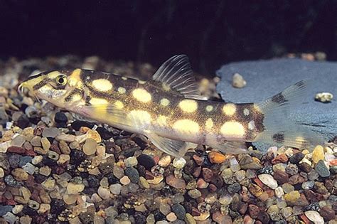 ANGELICUS BOTIA LOACH regular - Bluegrassaquatics.com